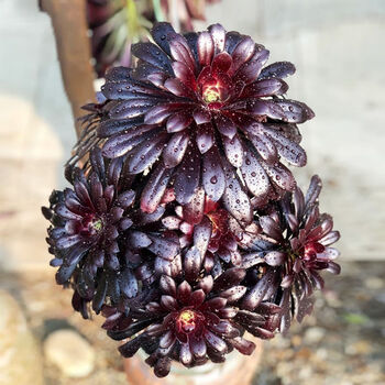 法师多肉植物超大多头黑铜壶美杜莎万圣节法师多肉老桩 墨法师6头以上