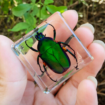 昆虫标本 幼儿教学科普认知透明树脂幼教产品海洋生物动物 军绿色 苹