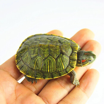 快悦宠物 乌龟活体巴西龟 小巴西龟活体 巴西龟活体情侣一对 巴西红耳