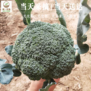 奥一农场绿西兰花约500g 新鲜采摘蔬菜青花菜绿花菜绿花椰菜美国花菜现摘现发同城配送农家自种自产 图片价格品牌报价 京东