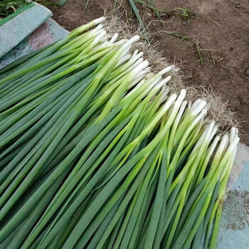 寿禾 四季小葱种子香葱籽山东农家大葱盆栽葱花沙葱苗春秋季播种蔬菜