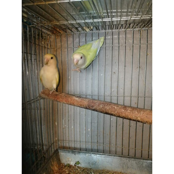 不二臣鹦鹉幼仔手养合法牡丹雏鸟亲人幼鸟活体粘人观赏宠物鸟闪光类面