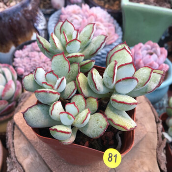 巧克力线福娘多头群生多肉植物盆栽肉肉新手植物办公室创意花卉绿植