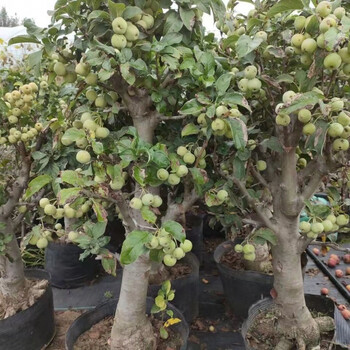 造型海棠】海棠花多头盆栽盆景耐寒室内外四季开花重瓣 长寿果海棠 5