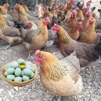 产蛋王麻羽土鸡活苗绿壳蛋鸡下蛋鸡活鸡包活到家脱温半大小鸡五黑