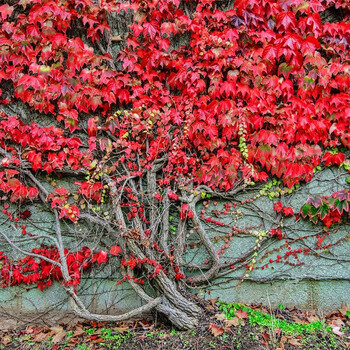 红色爬山虎 大苗三叶爬山虎 爬藤植物四季常青 庭院阳台户外植物 秋季