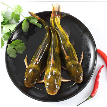 现杀昂刺鱼小河鱼活体现杀淡水鱼新鲜黄辣丁鱼鲜活黄颡鱼嘎鱼黄骨鱼酷