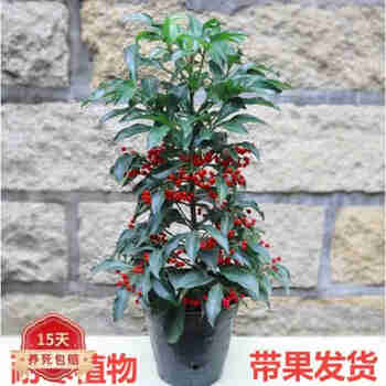 意轩盆栽室内花卉观果植物金玉满堂 富贵籽 朱砂根 黄金万两 富贵 60厘米高【不带果子】