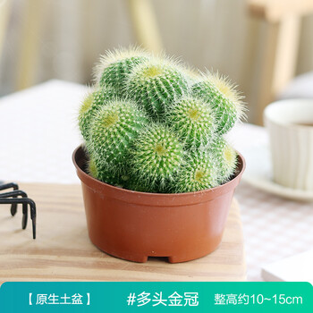 Banliannu 多头金冠仙人球仙人掌多肉植物小盆栽办公室内花卉桌面绿植多头金冠 带肥料土盆带盆栽好 图片价格品牌报价 京东