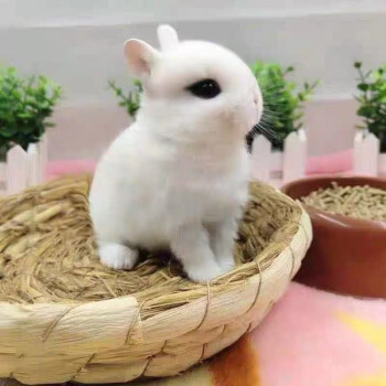 兔子活体宠物兔活体公主兔小白黑兔荷兰侏儒 垂耳 折耳猫猫兔活物