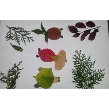 园真树叶粘贴画秋天亲子活动标本叶子干花创意手工diy 海底世界材料包