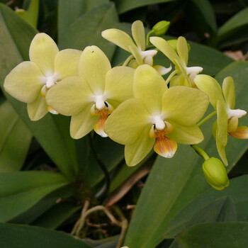 【虹越】2021新品 蝴蝶兰盆栽苗 2.