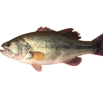 淡水鱼河鲈鱼新鲜生态淡水鲈鱼活鱼鲜活鲈鱼现杀生鲜水产 3斤