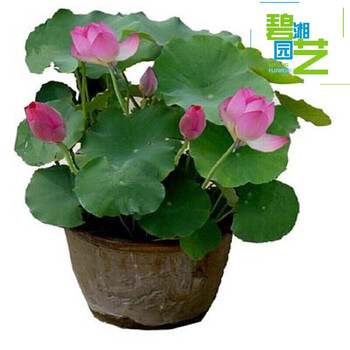 播种花卉室内盆栽花卉种球根茎种植水仙百合花种球球根花卉绿植盆栽风信子郁金铃兰 种藕根1个默认款式 图片价格品牌报价 京东