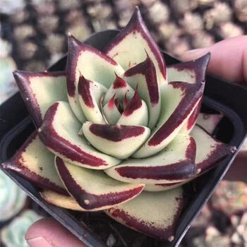 多肉多肉植物汁美乌红骑士卡宴耐旱室内阳台花卉盆栽汁46cm原盆土