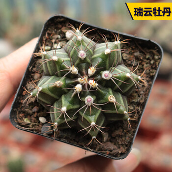 仙人球合集星兜组合套餐鸾凤玉多肉植物仙人掌盆栽开花瑞云牡丹3 4cm 裸根不带土 图片价格品牌报价 京东