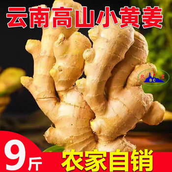 富润世云南正宗高山小黄姜新鲜姜现挖现发新姜沙姜农家自种批发5斤9斤