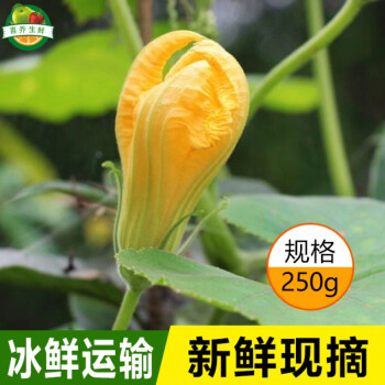 新鲜南瓜花番瓜花农家现摘21可食用蔬菜花酒店饭店餐饮食材1000g 图片价格品牌报价 京东