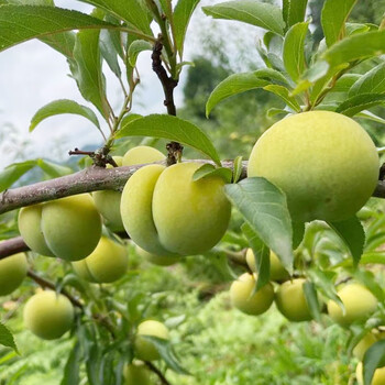 净樱贵州安顺六马蜂糖李子新鲜水果现摘特级中大果5斤礼盒装30颗礼盒