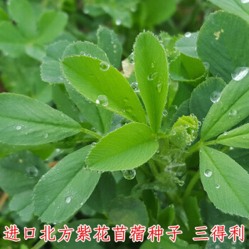 百萌 Bai Meng 进口紫花苜蓿草种子多年生四季牧草鱼草苜蓿草种籽兔猪牛羊鸡鸭鹅南方型北方型进口紫花苜蓿种子三得利北方型