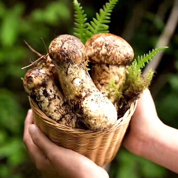 【阿伊菇松茸  现货】2022新鲜香格里拉新鲜松茸 礼盒