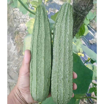 大花点肉丝瓜子棱角丝瓜特大新品种四季广东高产苗秧秋冬季蔬菜孑大肉