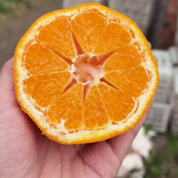 四川春见耙耙柑带箱新鲜橘子应季水果甜蜜桔手剥脆甜445斤大果7075mm