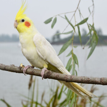 kjhgf鳥活體雛鳥親人鳥寵物桃臉牡丹鸚鵡玄鳳綠金頂日本桃 黃化玄鳳40