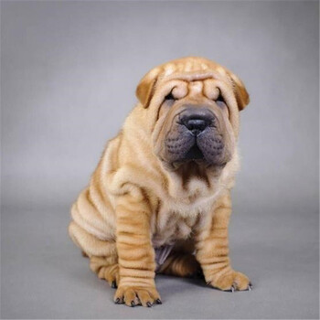 沙皮狗幼犬纯种宠物狗狗沙皮狗活体沙皮犬活体沙皮狗幼犬沙皮公母均有