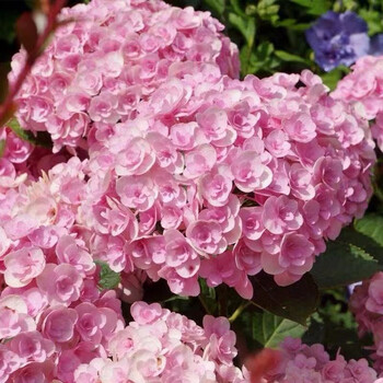 绣球花苗盆栽花卉观花植物庭院阳台花卉室内花四季开花 你我的完美