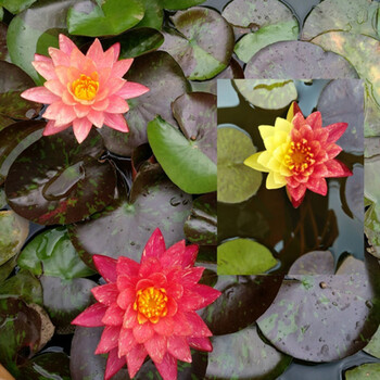 采缇迷你睡莲根块带花芽苞碗莲种藕四季水培植物室内水养小型荷花根r17迷你睡莲 3个不含盆 图片价格品牌报价 京东 采缇迷你睡莲根块带花芽苞碗莲种藕四季水培植物室内水养小型荷花根r17迷你睡莲 3个不含盆 图片价格品牌报价 京东