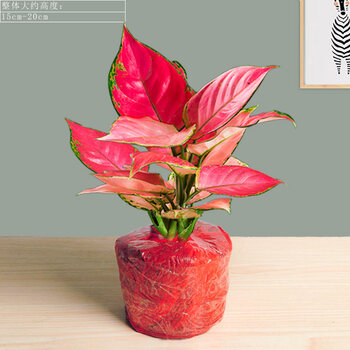 欧园侠吉利中国红盆栽室内花卉如意皇后万年红万年青水培好养办公室