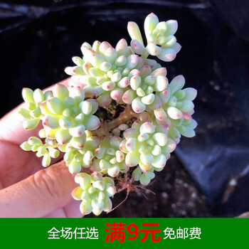 虹之玉锦多肉植物剑司诺娃多肉小老桩汤姆漫画海豚魔笛群生淡雪浅绿色绿豆6 8头不含盆 图片价格品牌报价 京东 虹之玉锦多肉植物剑司诺娃多肉小老桩汤姆漫画海豚魔笛群生淡雪浅绿色绿豆6 8头不含盆 图片价格品牌报价 京东