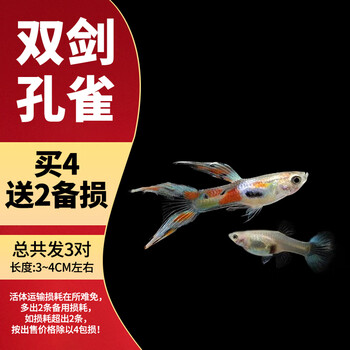 热带小型淡水冷水好养耐活金鱼凤尾鱼苗宠物孕母 双剑孔雀2对送1对 共