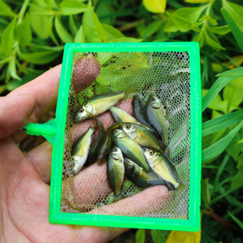 鯉魚魚苗無甲無鱗養殖食用淡水魚好養活冷水活體德國鏡鯉大型裸斑