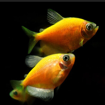 美人雾 观赏鱼黄柠檬天使拉拉4条  小型热带鱼活体宠物淡水水族鱼