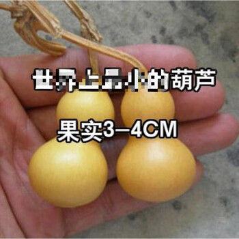 细辛巨型葫芦特大葫芦种子孑大亚腰大葫芦籽易种手捻葫芦微型手捻葫芦