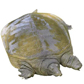 外塘大甲鱼鲜活养活体外塘王八中华仿老鳖广纳力驰89两甲鱼