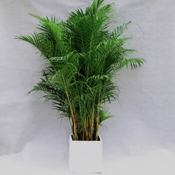 散尾葵大型室内盆栽绿植凤尾竹植物办公室客厅点缀11绿色1617米底盘