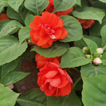 水梅花四季開花非洲重瓣鳳仙花苗玻璃翠花卉盆栽橘紅原盆原土