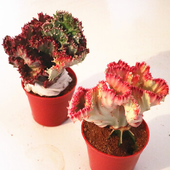 倾颜风水植物彩色仙人掌盆栽玉麒麟彩色玉麒麟花麒麟麒麟掌室内盆栽绿植花卉彩麒麟简易原盆原土发货 图片价格品牌报价 京东