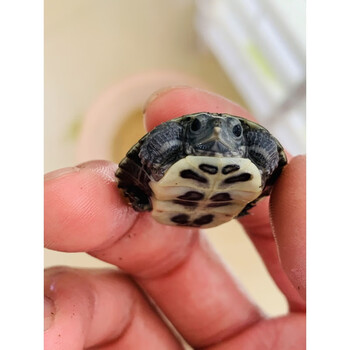 黑化巴西龟黑珍珠变异巴西黑巴萌宠日常宠物好养省心小萌宠赤兔马 尾
