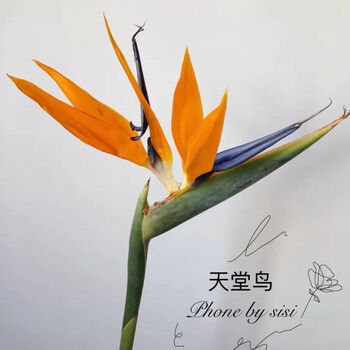 轻奢鲜花鸟花束鹤望兰花基地直发风鲜切花居家客厅用网红sn6824 天堂