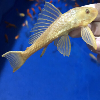 淡水冷水鱼鱼缸清洁鱼专吃鱼屎藻类垃圾残余饲料 黄金清道夫8-9cm2条