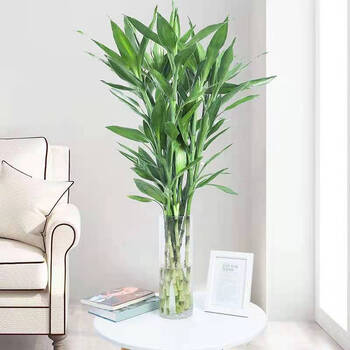 发财竹植物大叶竹转运竹盆栽植物室内绿植花卉隆鼎 90cm-10枝 花瓶