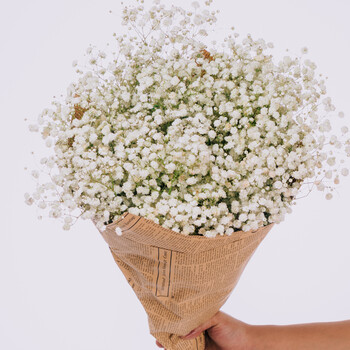 云南风干花束满天星论斤卖客厅真花装饰 礼物送人ins干花花瓶 白色