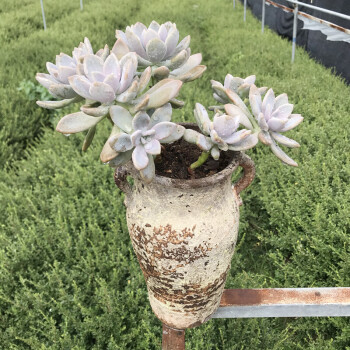 大型多肉植物老桩冬美人好养肉肉植物阳台庭院盆栽冬美人老桩多头不含盆裸根不带土 图片价格品牌报价 京东