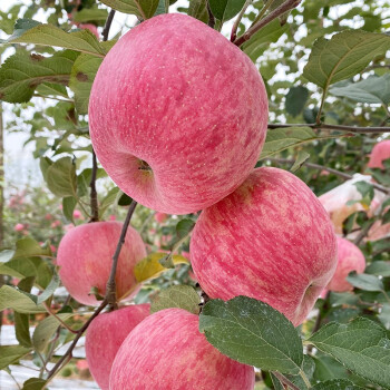 京选 陕西洛川苹果 红富士 6粒装 单果160-200g  生鲜水果 健康轻食 新老包装随机发货