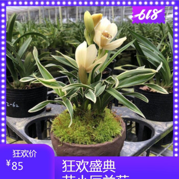 新店开张特价 玉芙蓉 金边宽叶矮种兰花苗 开花香 盆栽绿植花卉 玉