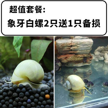 黄金螺超大鲍鱼螺观赏螺苹果螺螺淡水清洁水蜗牛清理鱼缸 象牙白螺1-2